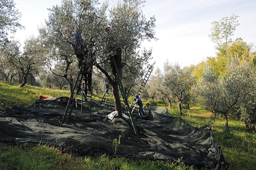 Villa Rosy Assisi Dış mekan fotoğraf