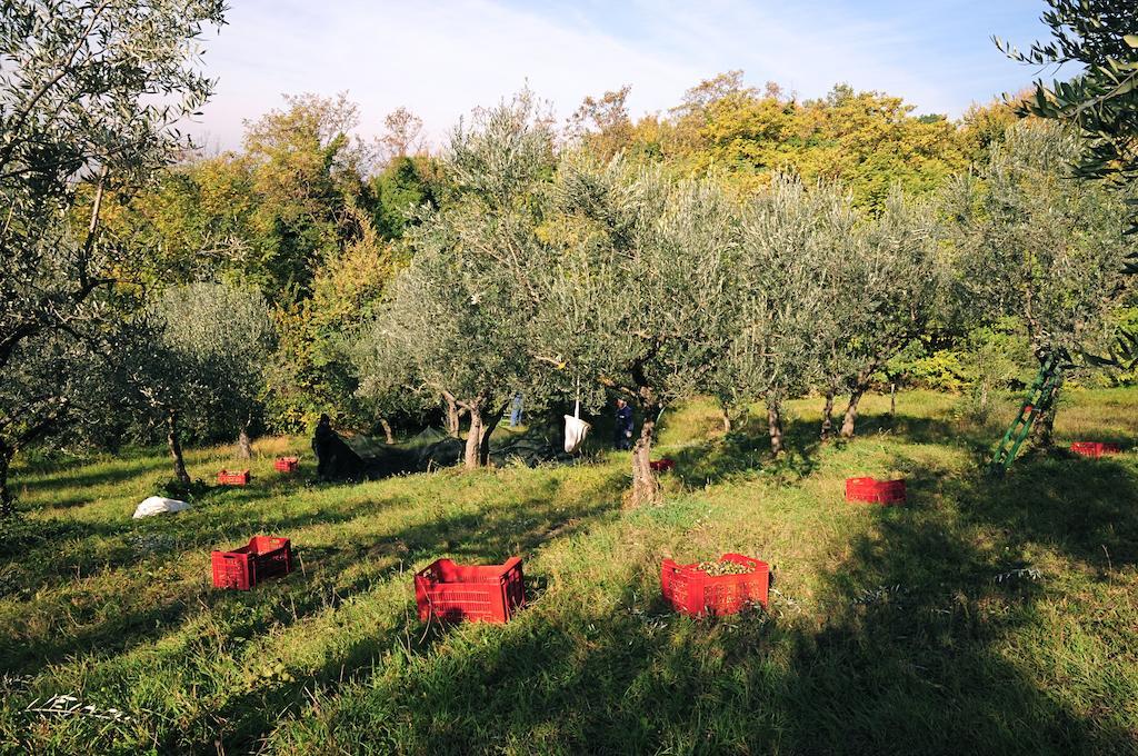 Villa Rosy Assisi Dış mekan fotoğraf